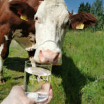 Kuh in der Natur mit Wasserglas von aqua alpnina