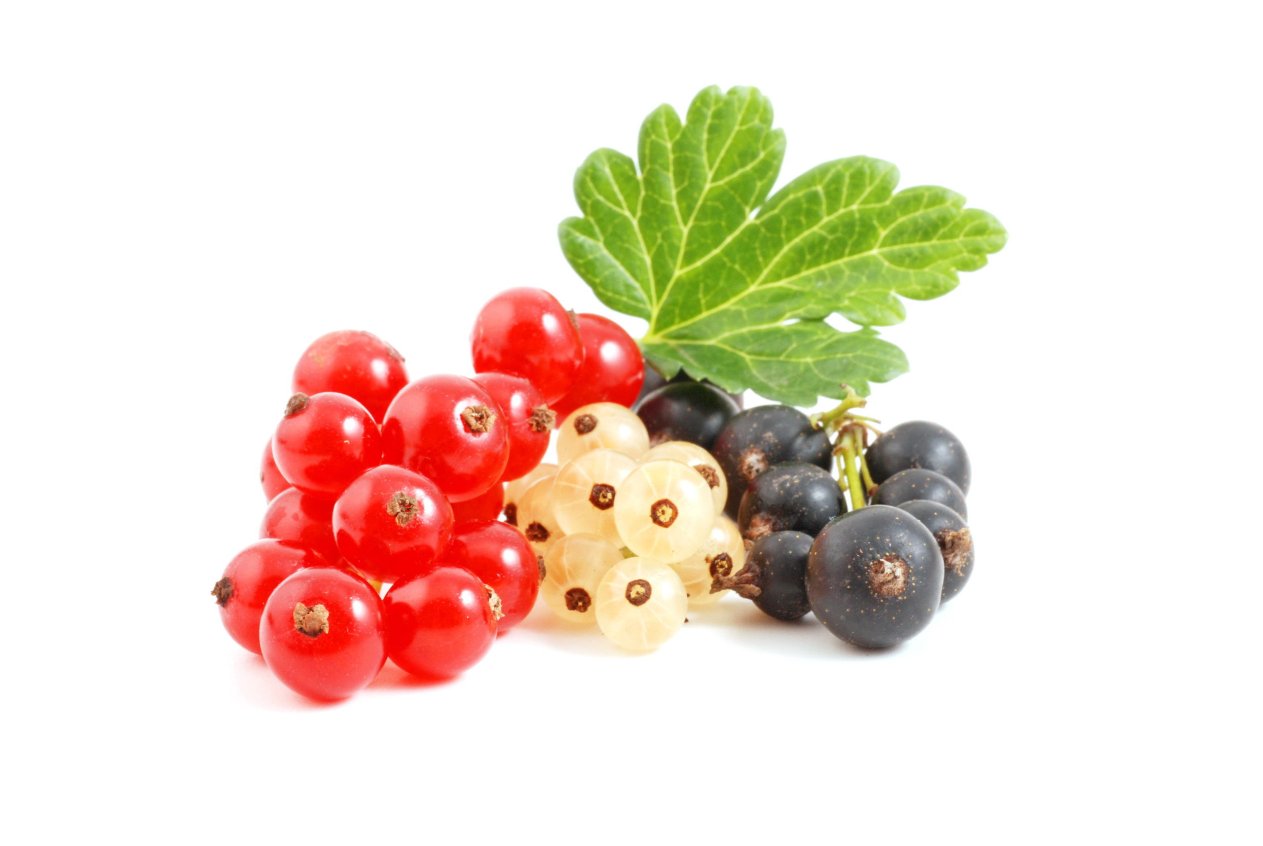 Currant.,Red,,White,And,Black,Berries,Isolated,On,White,Background. rot weiß schwarz johannesbeeren