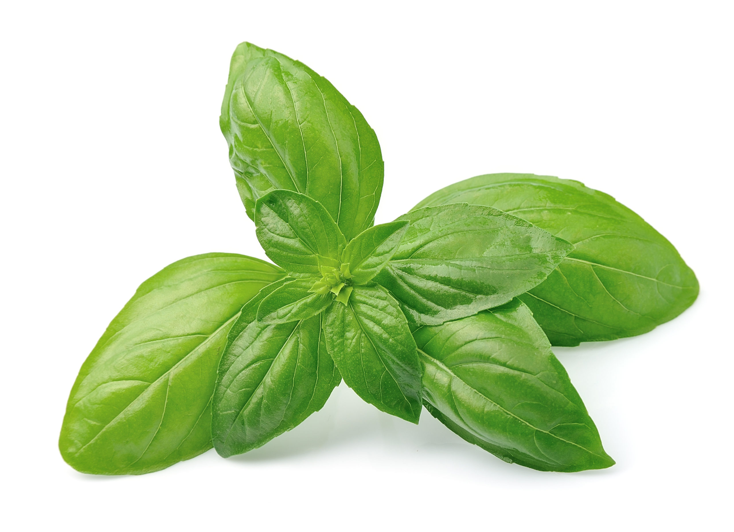 Fresh Basil minze