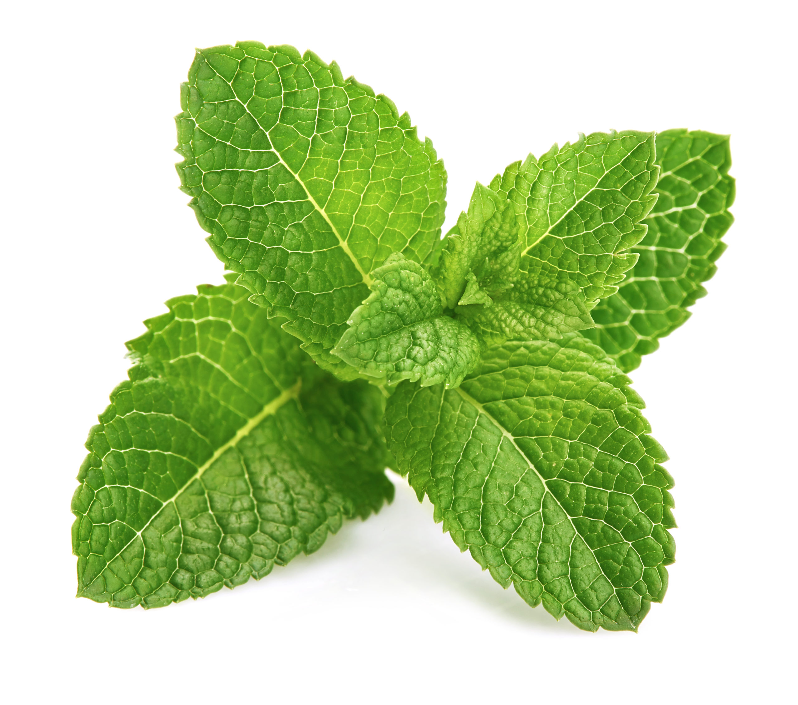 Fresh Leaf Mint Green Herbs Ingredient For Mojito Drink, Isolate minze