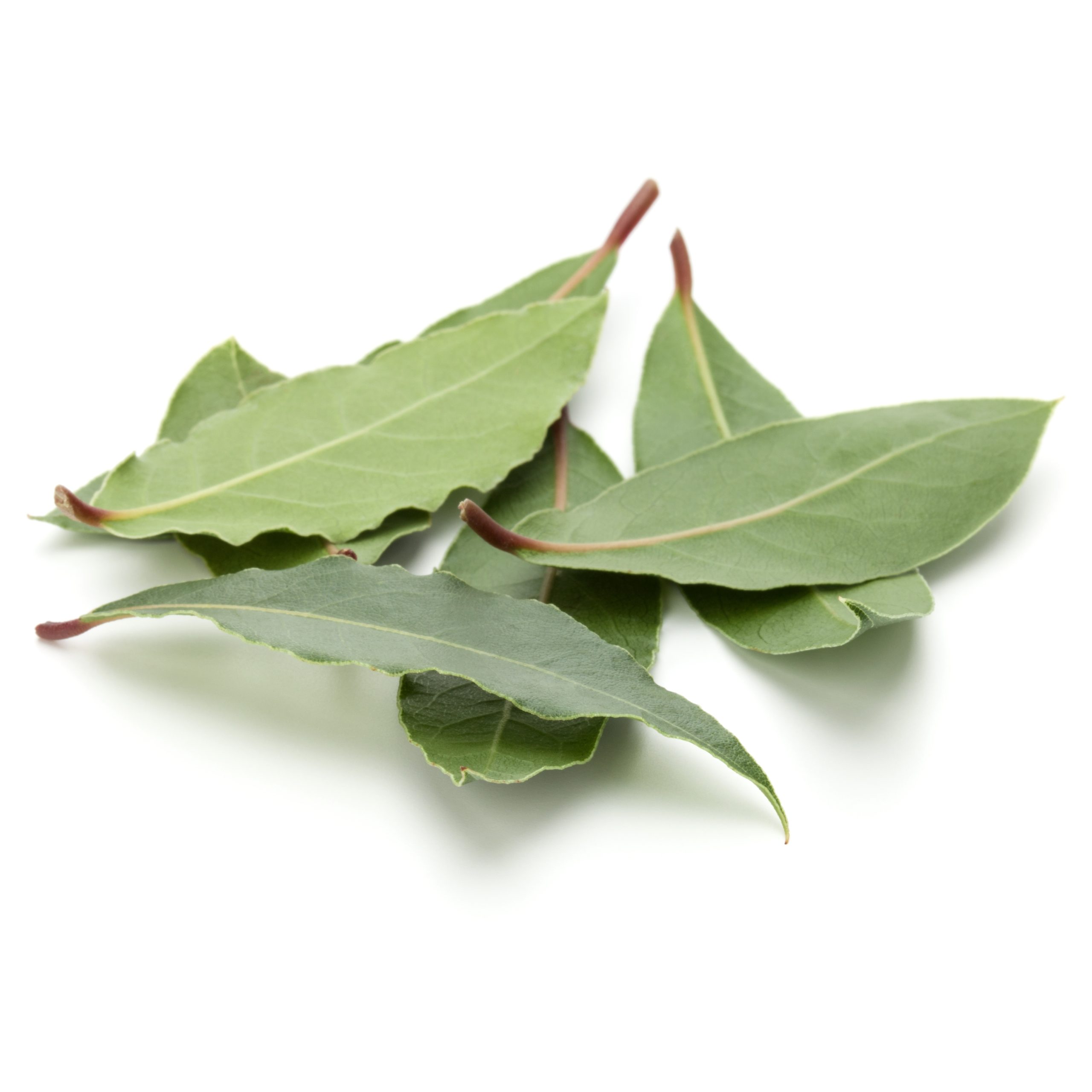 Aromatic,Bay,Leaves,Isolated,Over,White,Background,Cutout lorbeerblätter